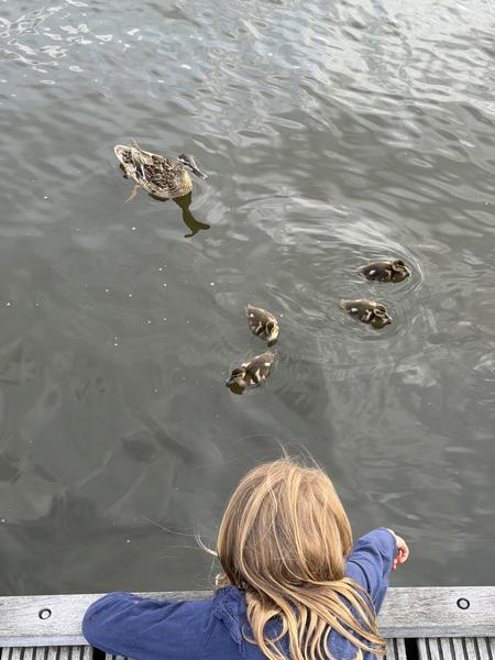 A young child with blonde hair, seen from behind, leans over a wooden railing to observe a mother duck and her four ducklings swimming in the calm water